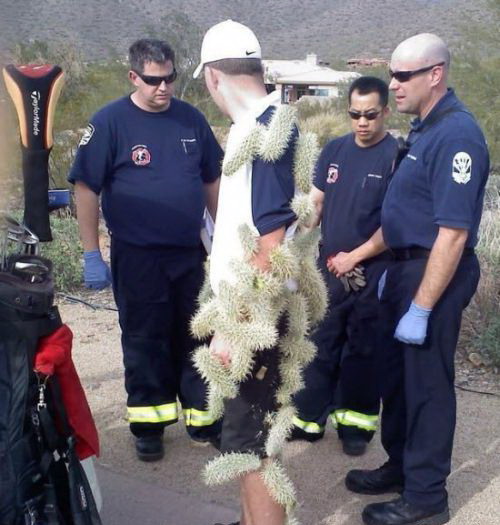 500x525, 69 Kb / кактусы