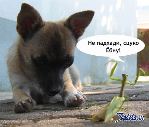 500x429, 40 Kb / щенок, богомол