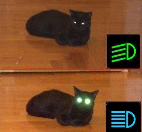 494x459, 39 Kb / кот, фары