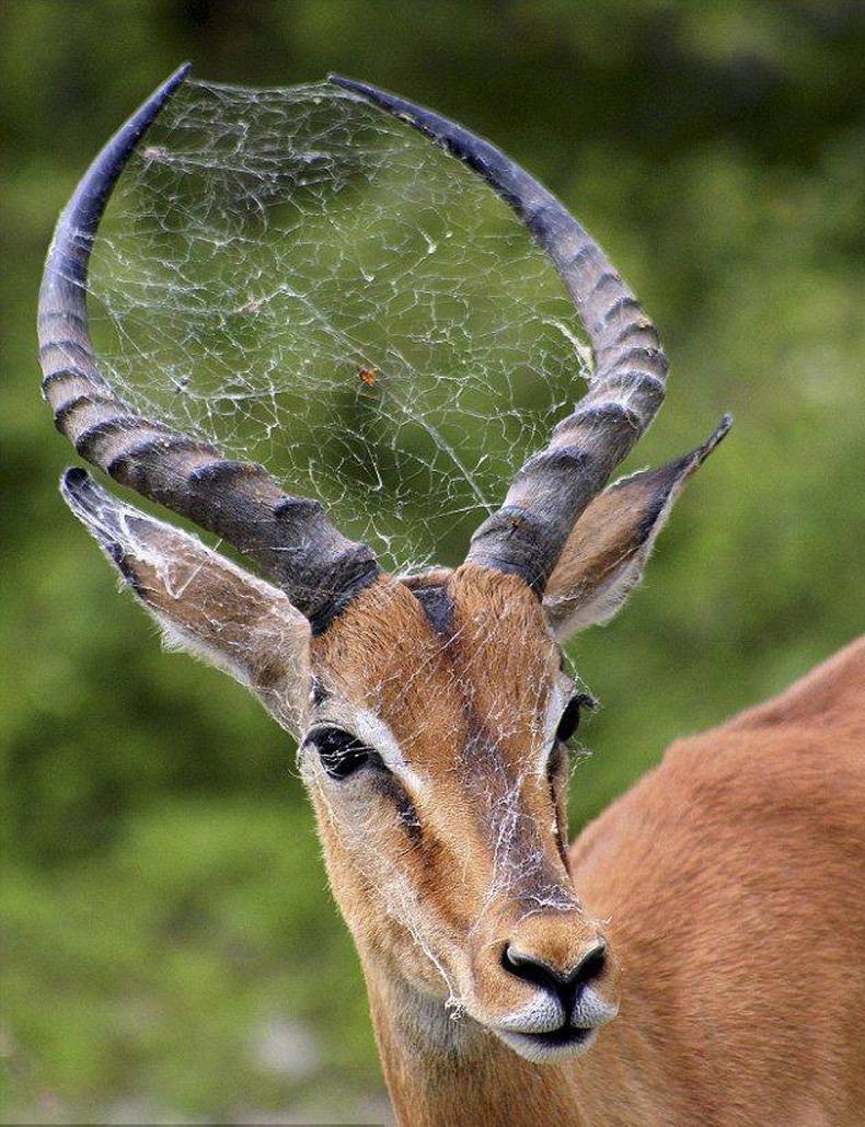 790x1029, 210 Kb / паутина, рога