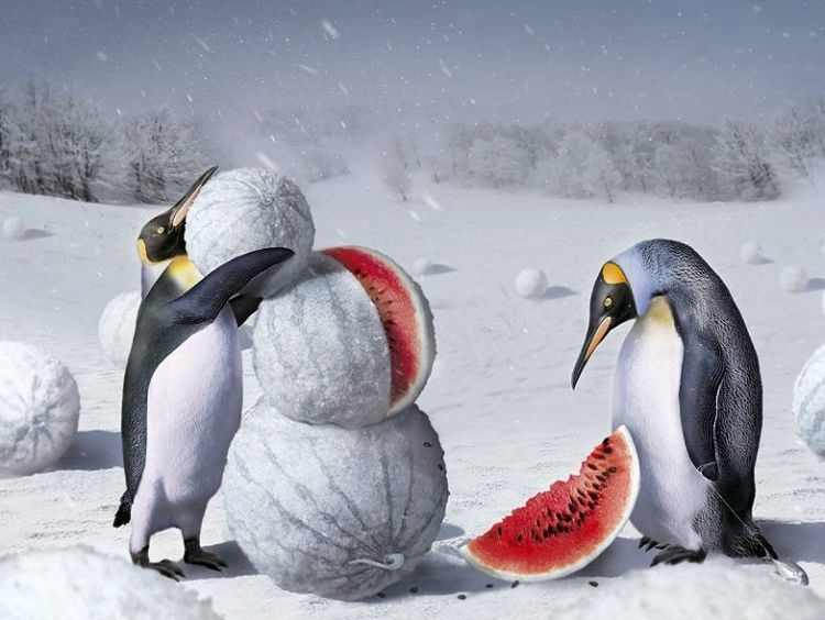 750x564, 64 Kb / сюр, арбуз, пингвин