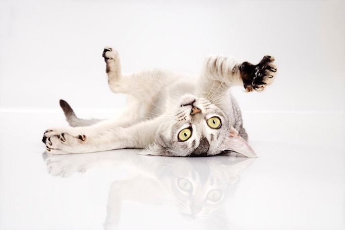 680x453, 47 Kb / кот, поза, хищник