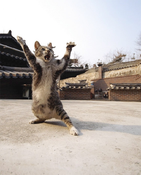 564x700, 100 Kb / кот, у-шу, шао-линь