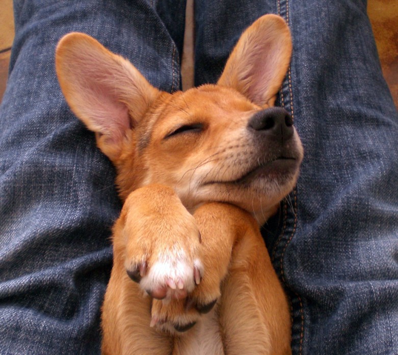 781x696, 153 Kb / штаны, собака