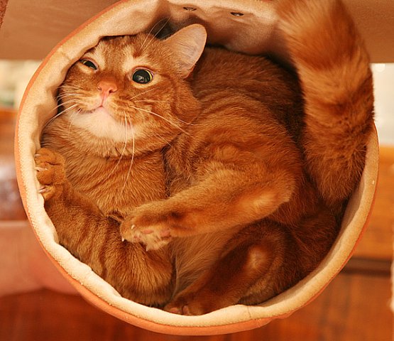 555x480, 63 Kb / кот, рыжий