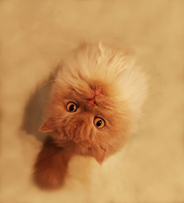 600x662, 33 Kb / Котэ