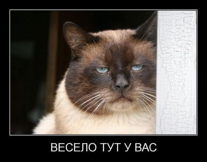 700x547, 52 Kb / демотиватор, кот, сиамский, весело