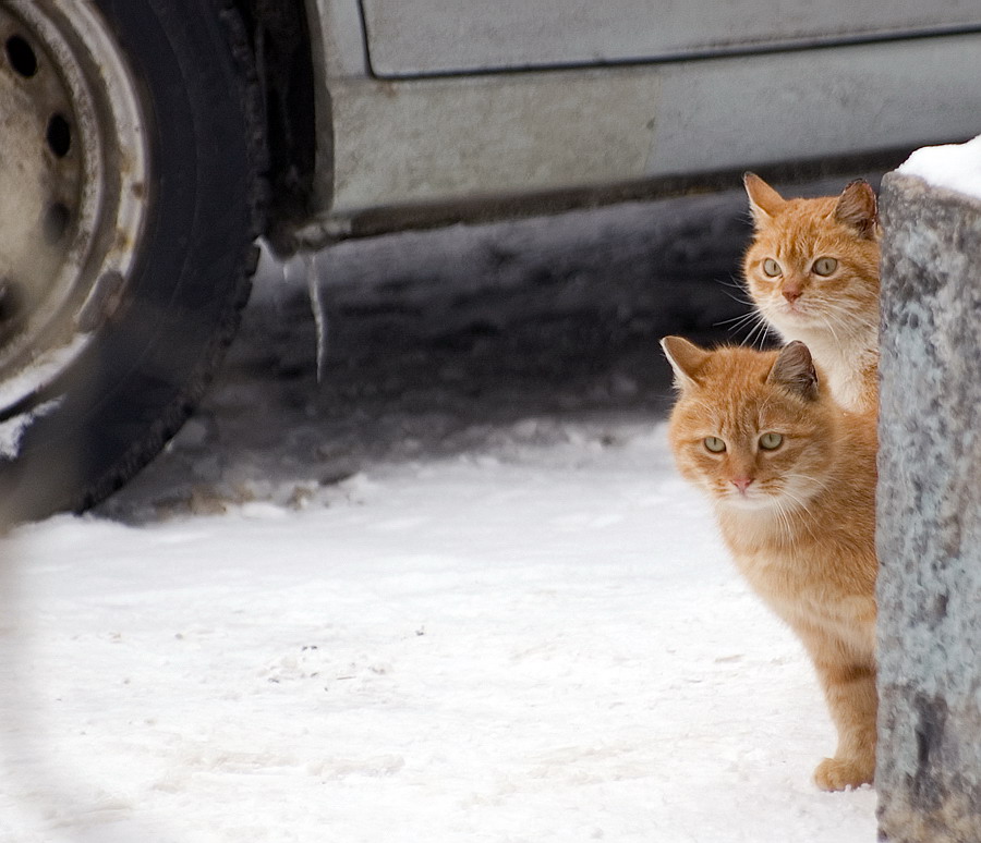 900x774, 169 Kb / Котэ