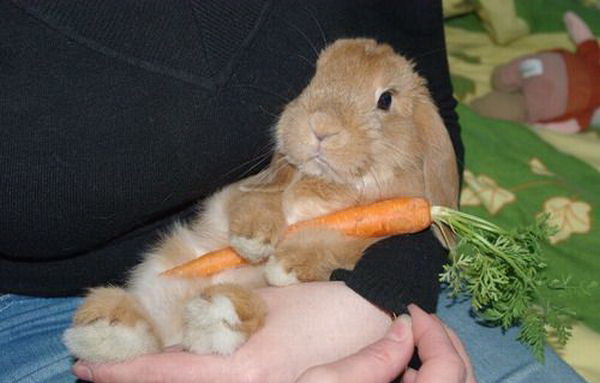 600x383, 54 Kb / заяц, морковь