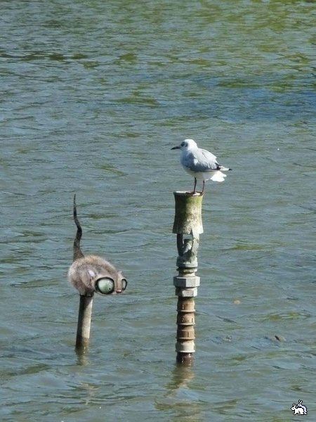 450x600, 62 Kb / кот, чайка 450x600, 62 Kb / кот, чайка