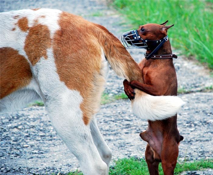 700x576, 79 Kb / собака