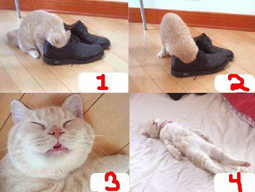 511x384, 49 Kb / кот, кеды