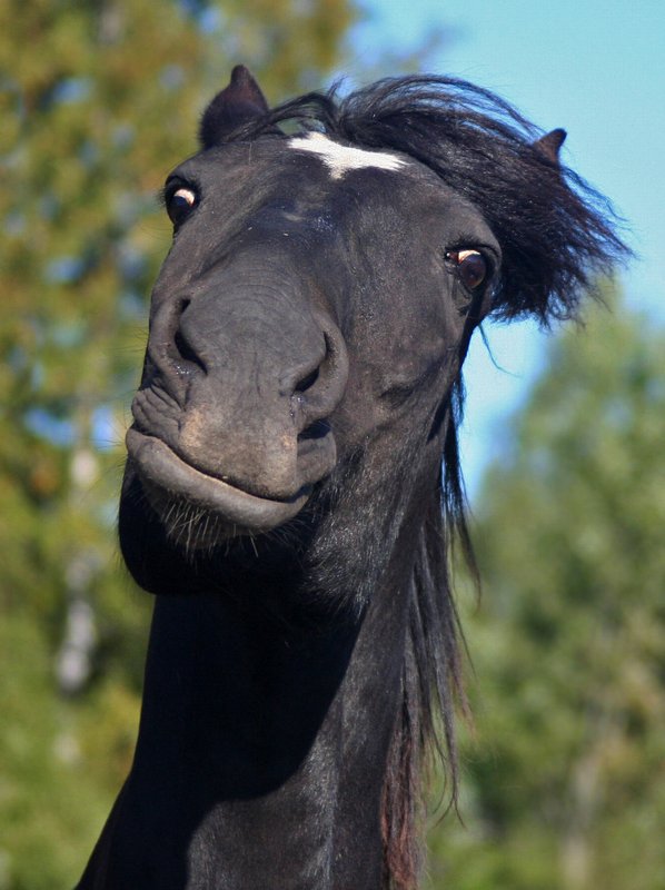 598x800, 76 Kb / конь