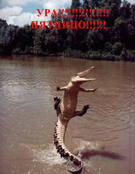 550x705, 85 Kb / крокодил