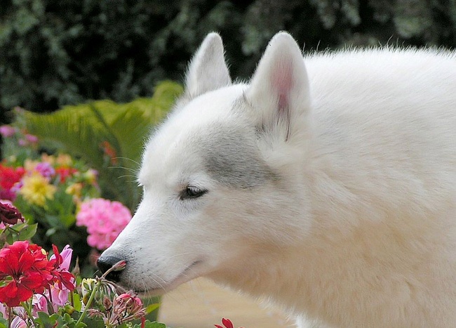 650x467, 119 Kb / собака, цветы