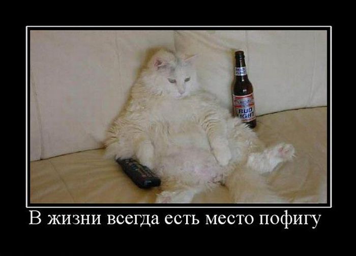 700x503, 41 Kb / где таги, злой егорка, пофиг котэ