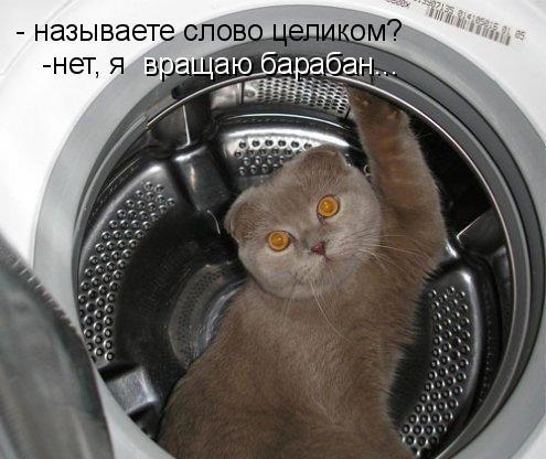 495x416, 39 Kb / котэ, поле чудес