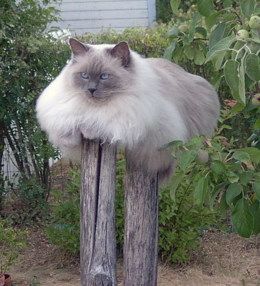 527x580, 113 Kb / кот