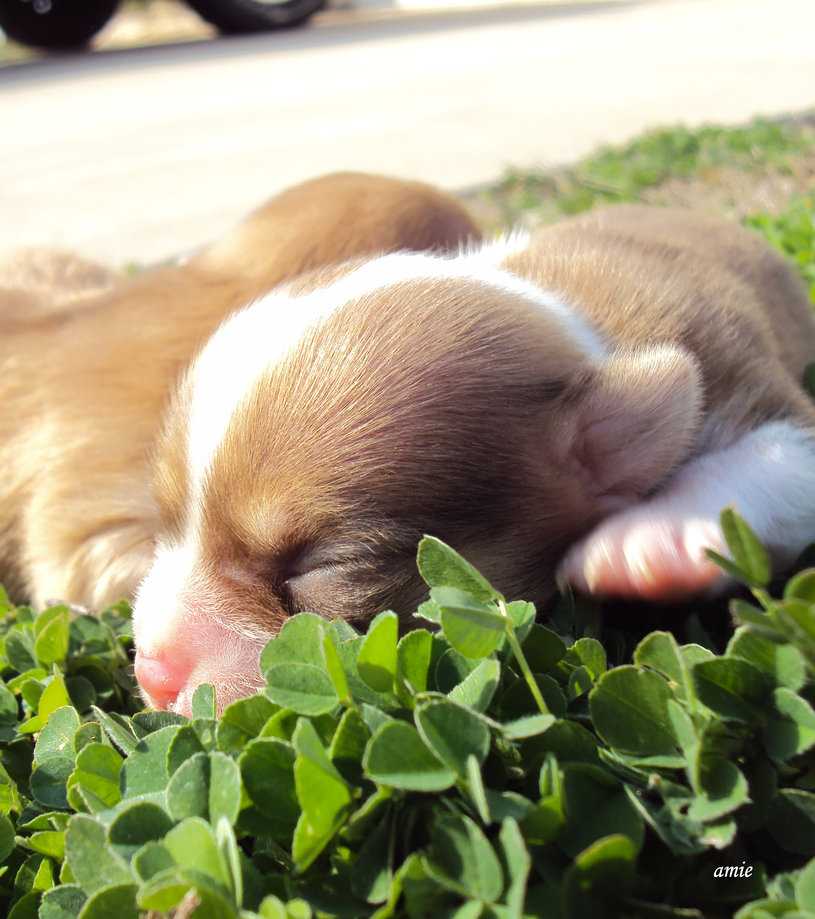 815x919, 165 Kb / щенок