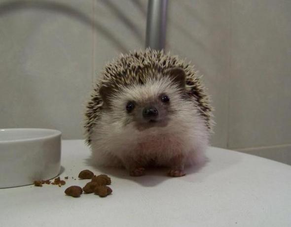 590x461, 21 Kb / ёж