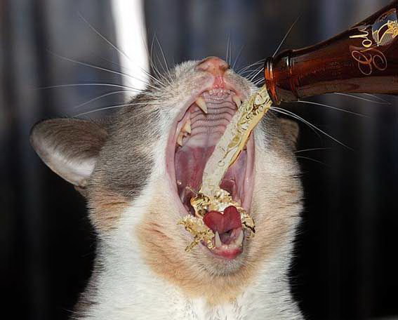 567x456, 56 Kb / кот, пиво