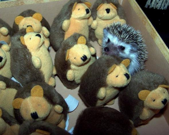 590x471, 47 Kb / ежик