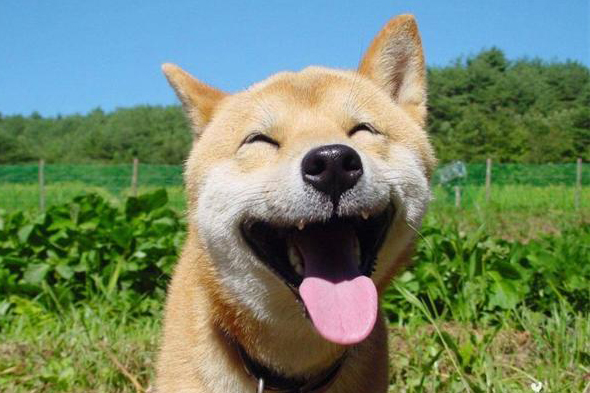 590x393, 182 Kb / улыбака, собака