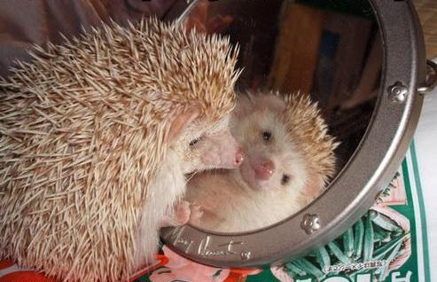 493x318, 35 Kb / ёж, зеркало