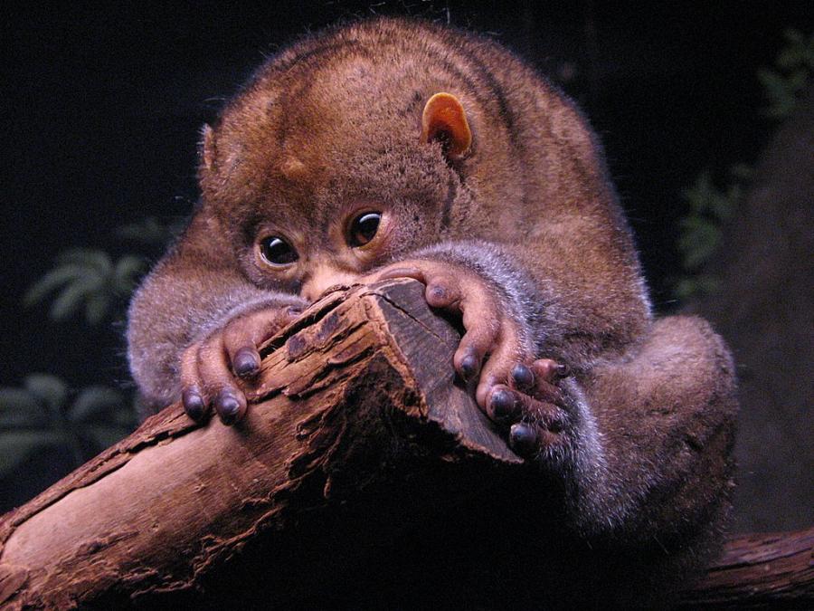 900x675, 104 Kb / лори