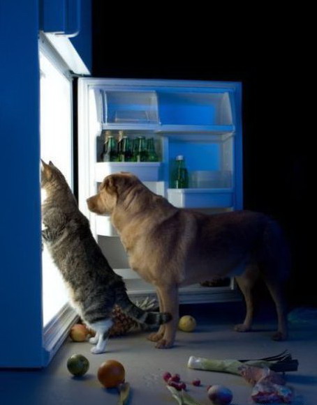 454x581, 45 Kb / кот, пес, холодильник