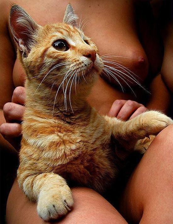 550x714, 90 Kb / сиськи, кот