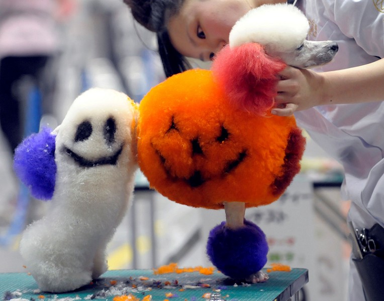 764x600, 93 Kb / пудель, прическа