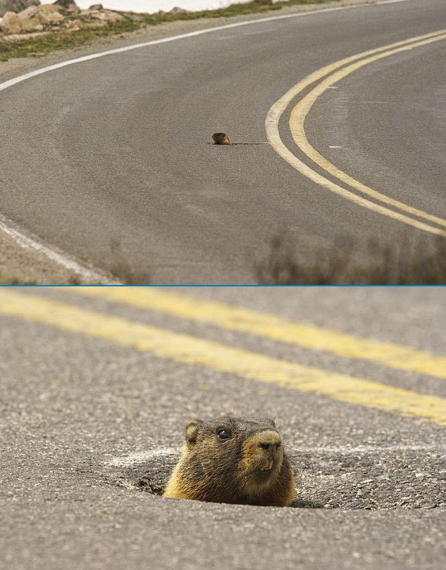 633x810, 153 Kb / грызун, дорога