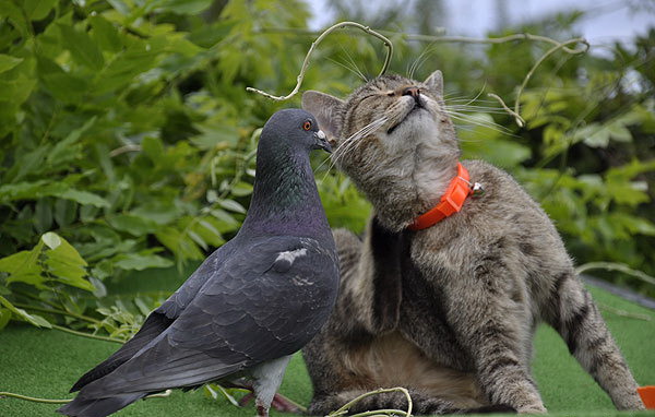 600x382, 72 Kb / кот, голубь