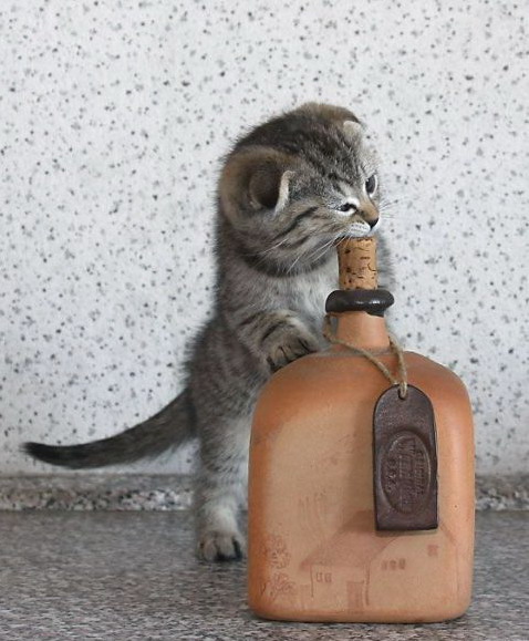 478x579, 79 Kb / кот, бутыль