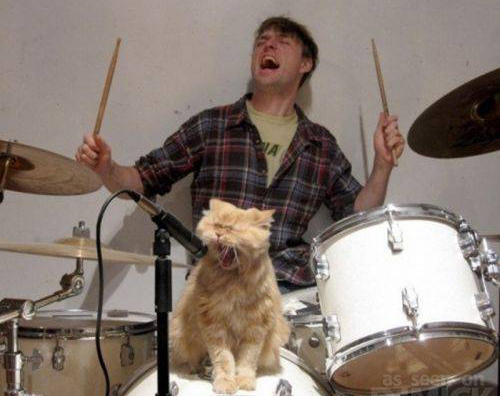 500x396, 114 Kb / кот, барабанщик