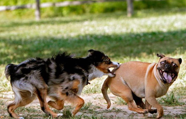 639x410, 81 Kb / собаки, укус, стрём