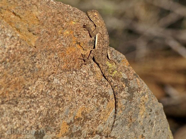 600x450, 80 Kb / ящерица, камень, маскировка