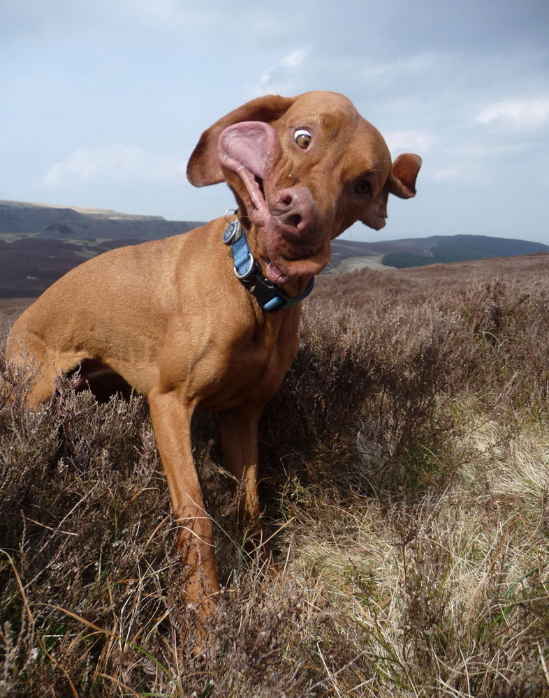 786x1000, 279 Kb / собака