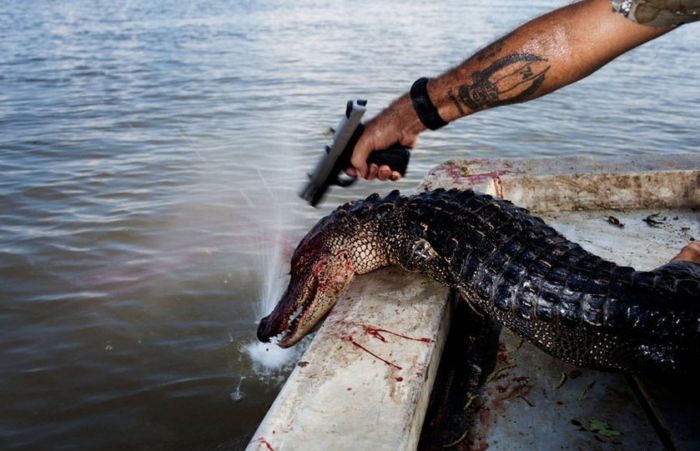 700x451, 57 Kb / крокодил, пистолет