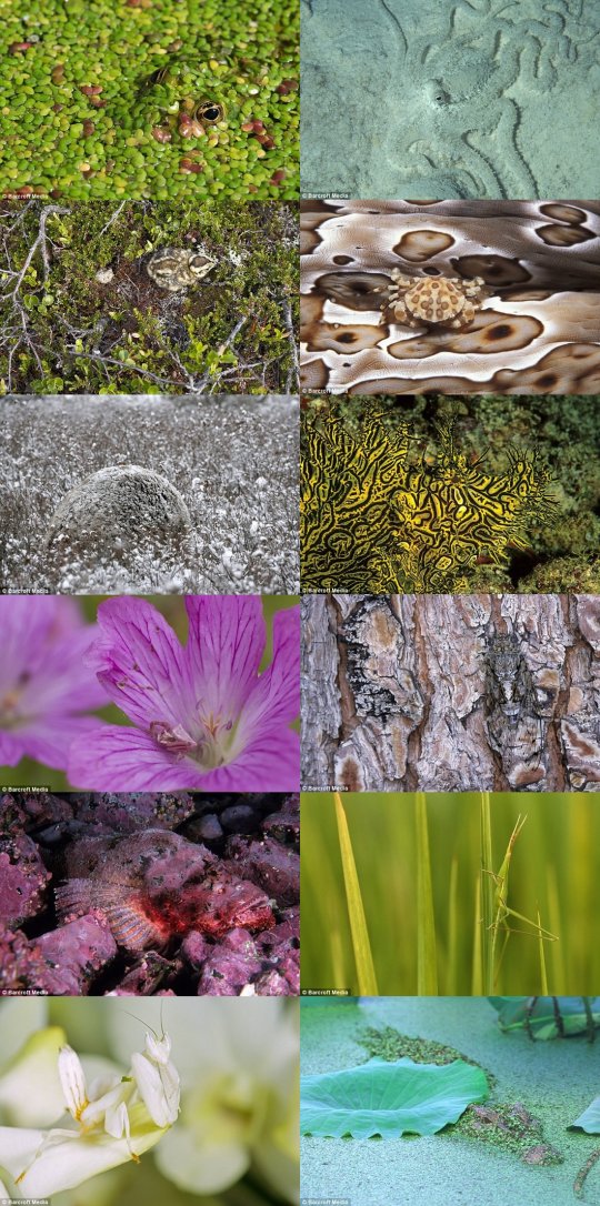 540x1086, 198 Kb / маскировка