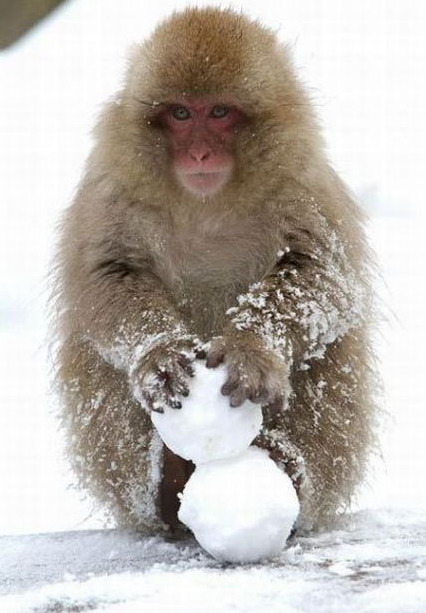 426x613, 67 Kb / обезьяна, снежки