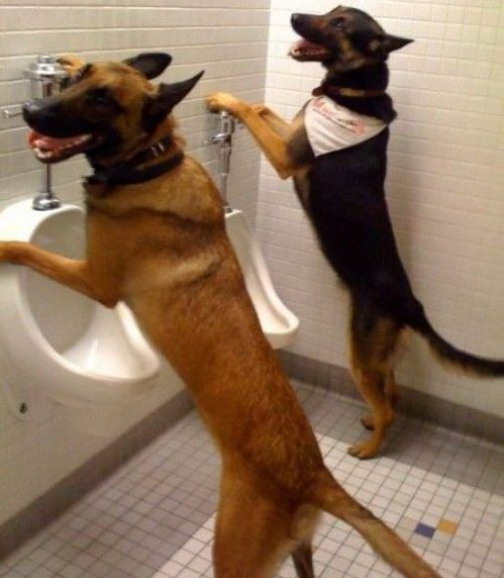 504x578, 64 Kb / собака, писуар