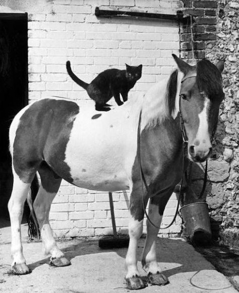 474x582, 86 Kb / кот, конь