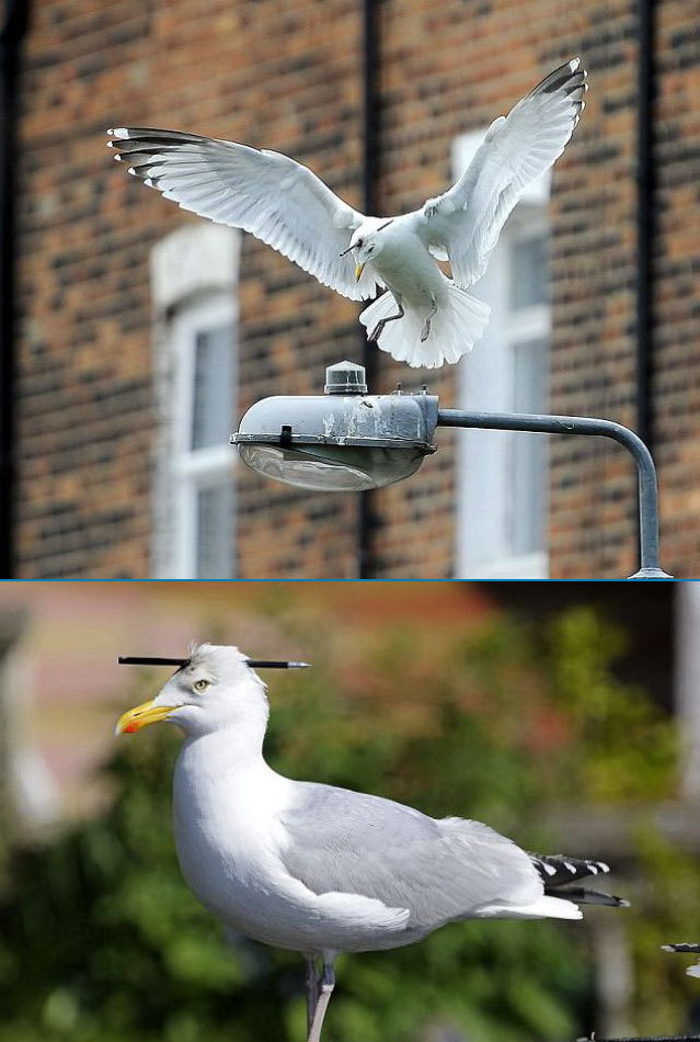 639x950, 132 Kb / птица, ручка