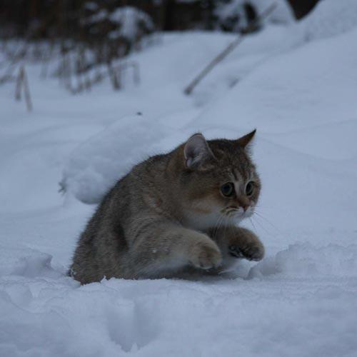 500x500, 18 Kb / кот, котэ, снег