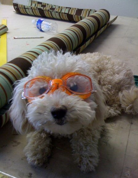 449x580, 66 Kb / собака, очки