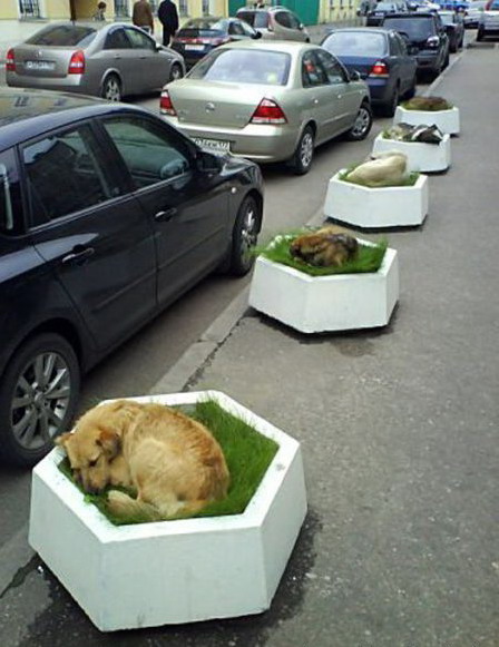 448x581, 79 Kb / собаки, клумбы