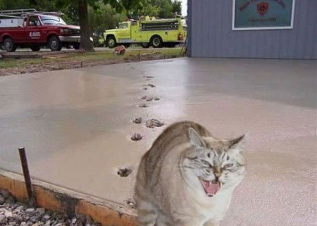 637x453, 63 Kb / кот, цемент