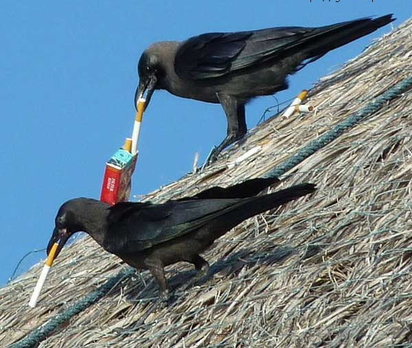 600x507, 106 Kb / сигареты, вороны